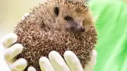 Igel Stella aus Drainagerohr in Bremerhaven gerettet
