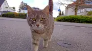 Kater löst Polizeieinsatz im Unterallgäu aus