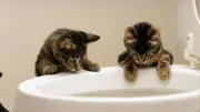 Katzen trinken aus Toiletten: Kuriose Angewohnheit erklärt
