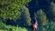 Motorradfahrer kollidiert mit Pferd auf Feldweg in Pfaffenhofen