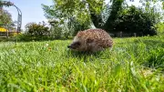 Nachtfahrverbot für Mähroboter: Hessen schützt Igel