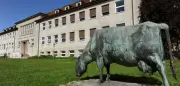 Orthobunyavirus erstmals bei Rindern in Süddeutschland nachgewiesen