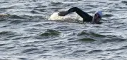 Polnischer Schwimmer durchquert Ostsee als Erster