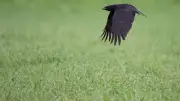Rabenkrähe aus Angelschnur befreit: Vogel von Baum gerettet
