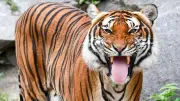 Ranger stirbt nach mutmaßlichem Tigerangriff in Thailand