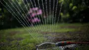 Rasen wässern trotz Wassermangels? Pro und Contra