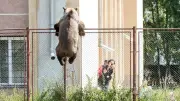 Rumänien erhöht Jagdquote auf Braunbären: Kritik und Hoffnung