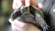 Schildkröte spaziert über Staatsstraße und kehrt zu Besitzer zurück