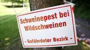 Schweinepest in Uckermark: Schutzgebiet ausgeweitet, Bußgelder bis 30.000 Euro