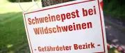 Schweinepest in Uckermark: Schutzgebiet wird ausgeweitet