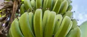 Südfrüchte in Berlin: Anbau-Tipps und Risiken im Klimawandel