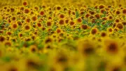 Sonnenblumenanbau in MV boomt: Fläche verdoppelt sich 2026