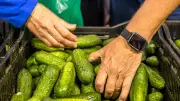 Spreewald feiert Gurkentag in Heideblick mit Regionalmarkt und Kultur