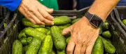 Spreewald feiert Gurkentag: Regionalmarkt und Kultur in Heideblick