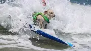 Surf-Sensation: Hunde reiten Wellen in Kalifornien