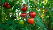 Tomaten können Leberverfettung bei MASLD deutlich reduzieren