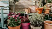 Topfpflanzen bei Hitze: Gärtnerin-Tipps für frische Kübel