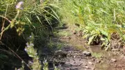 Trockenheit in Aichach-Friedberg: Lage bei Flüssen und Bächen ist ernst