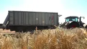 Ukraine: Russische Hafenangriffe bedrohen globale Lebensmittelpreise