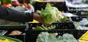USA: 10.000 Durchfallerkrankungen durch Parasiten