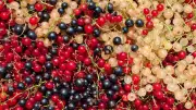 Vitamine in Johannisbeeren: Rote, weiße oder schwarze?