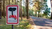 Waldbrandgefahr auf Teneriffa: Diese Regeln gelten jetzt für Reisende