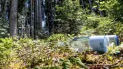 Waldbrandgefahr in Bayern aktuell besonders hoch – DWD warnt