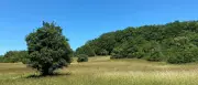 Wanderweg des Jahres 2025: Bliessteig im Saarland im Check