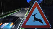 Wildunfälle nehmen zu: Donau-Ries meldet sieben weitere Zusammenstöße