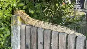 Würgeschlange im Garten: Frau entdeckt ausgesetzte Schlange