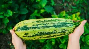 Zu große Zucchini: Essbar oder giftig? Expertin klärt auf